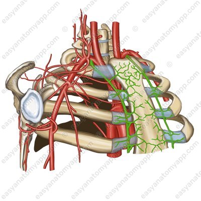Внутренняя грудная артерия (arteria thoracica interna)